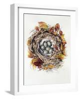 Turdus Viscivorus, 2000-Sandra Lawrence-Framed Giclee Print