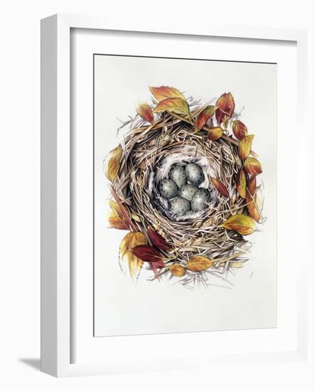 Turdus Viscivorus, 2000-Sandra Lawrence-Framed Giclee Print