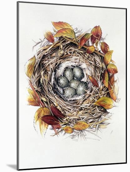 Turdus Viscivorus, 2000-Sandra Lawrence-Mounted Giclee Print