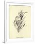 Tureenia Ladlecum-Edward Lear-Framed Giclee Print