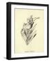 Tureenia Ladlecum-Edward Lear-Framed Giclee Print