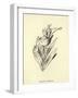 Tureenia Ladlecum-Edward Lear-Framed Giclee Print