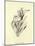 Tureenia Ladlecum-Edward Lear-Mounted Giclee Print