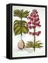 Turk's Cap Lily, from 'Hortus Eystettensis', by Basil Besler (1561-1629), Pub. 1613 (Hand Coloured-German School-Framed Stretched Canvas