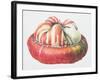 Turk's Turban Squash, 1995-Margaret Ann Eden-Framed Giclee Print