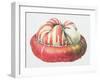 Turk's Turban Squash, 1995-Margaret Ann Eden-Framed Giclee Print