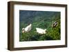 Turkey, Akyaka, Azmak River, Ducks-Samuel Magal-Framed Photographic Print