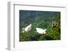 Turkey, Akyaka, Azmak River, Ducks-Samuel Magal-Framed Photographic Print