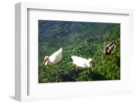 Turkey, Akyaka, Azmak River, Ducks-Samuel Magal-Framed Photographic Print