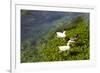 Turkey, Akyaka, Azmak River, Ducks-Samuel Magal-Framed Photographic Print