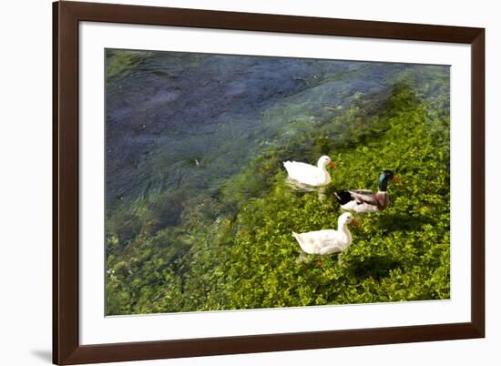 Turkey, Akyaka, Azmak River, Ducks-Samuel Magal-Framed Photographic Print