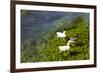 Turkey, Akyaka, Azmak River, Ducks-Samuel Magal-Framed Photographic Print