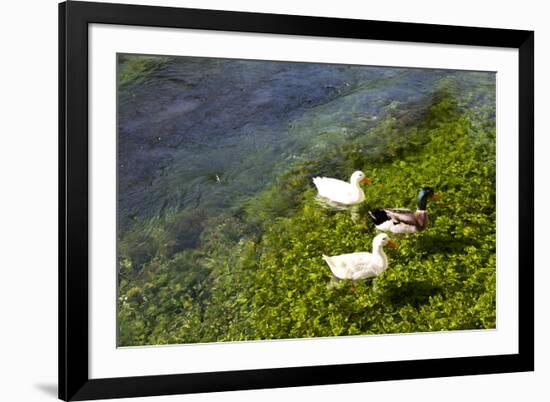 Turkey, Akyaka, Azmak River, Ducks-Samuel Magal-Framed Photographic Print