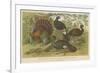 Turkey and Curassows-null-Framed Giclee Print