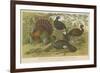 Turkey and Curassows-null-Framed Giclee Print