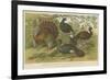 Turkey and Curassows-null-Framed Giclee Print