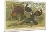 Turkey and Curassows-null-Mounted Giclee Print