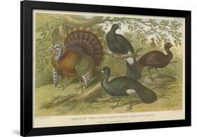 Turkey and Curassows-null-Framed Giclee Print