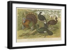 Turkey and Curassows-null-Framed Giclee Print