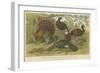 Turkey and Curassows-null-Framed Giclee Print