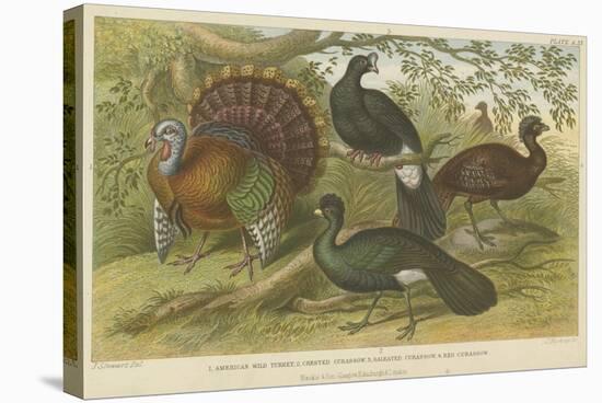 Turkey and Curassows-null-Stretched Canvas