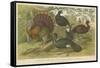Turkey and Curassows-null-Framed Stretched Canvas