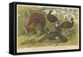 Turkey and Curassows-null-Framed Stretched Canvas