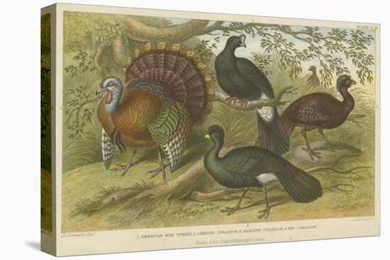 Turkey and Curassows-null-Stretched Canvas