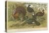 Turkey and Curassows-null-Stretched Canvas