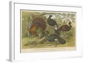 Turkey and Curassows-null-Framed Giclee Print