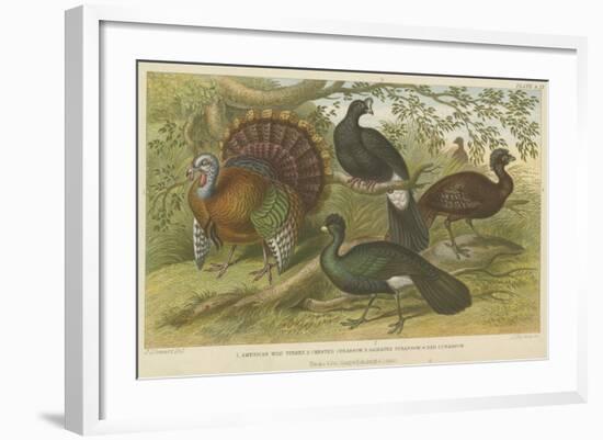 Turkey and Curassows-null-Framed Giclee Print