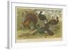 Turkey and Curassows-null-Framed Giclee Print