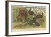 Turkey and Curassows-null-Framed Giclee Print