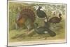 Turkey and Curassows-null-Mounted Giclee Print