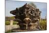 Turkey, Aphrodisias, Agora South,  Portico of Tiberius, Corinthian Capital Remains-Samuel Magal-Mounted Photographic Print