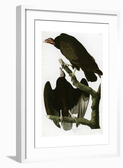 Turkey Buzzard-null-Framed Giclee Print