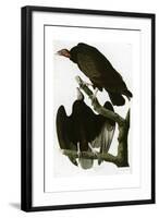 Turkey Buzzard-null-Framed Giclee Print