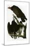 Turkey Buzzard-null-Mounted Giclee Print