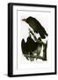 Turkey Buzzard-null-Framed Giclee Print