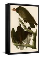 Turkey Buzzard-John James Audubon-Framed Stretched Canvas
