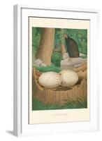 Turkey Buzzard-null-Framed Art Print