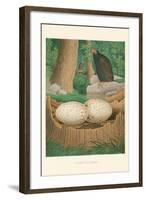 Turkey Buzzard-null-Framed Art Print