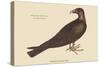 Turkey Buzzard-Mark Catesby-Stretched Canvas