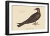 Turkey Buzzard-Mark Catesby-Framed Art Print