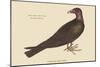 Turkey Buzzard-Mark Catesby-Mounted Art Print