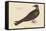 Turkey Buzzard-Mark Catesby-Framed Stretched Canvas