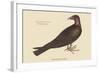 Turkey Buzzard-Mark Catesby-Framed Art Print