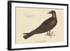 Turkey Buzzard-Mark Catesby-Framed Art Print