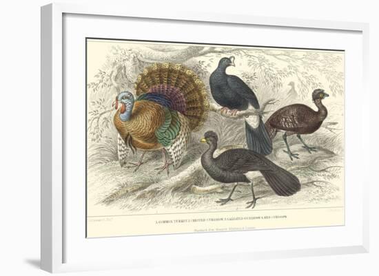 Turkey & Curassows-J. Stewart-Framed Art Print