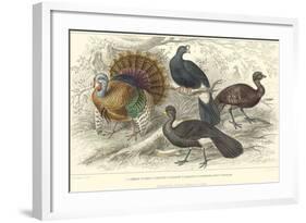 Turkey & Curassows-J. Stewart-Framed Art Print